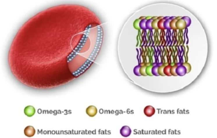 Our Comprehensive Omega-3 Index Complete Test